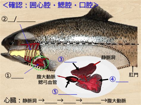 魚類解剖 実験法 ニジマス 生物学習