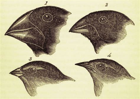 La Teoría de los Pinzones de Darwin Descubre cómo la evolución moldeó