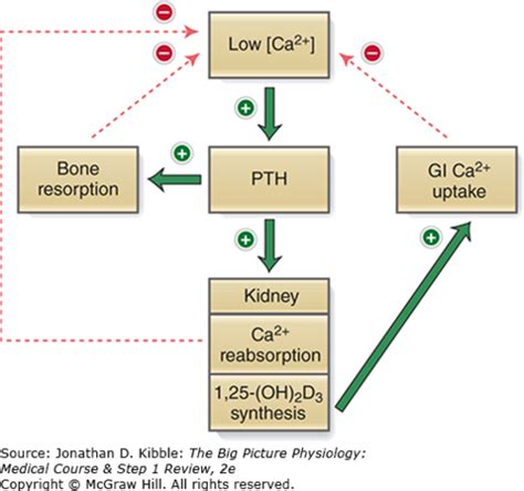 PTH And Calcium Homeostasis Flashcards Quizlet