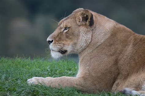 Retrato Do Perfil Da Leoa Face De Uma F Mea Panthera Leo Imagem De