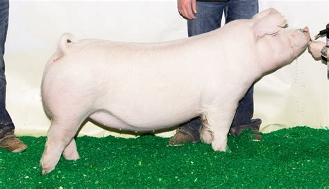 Judging Contest Class Landrace Gilts The Pig Planet