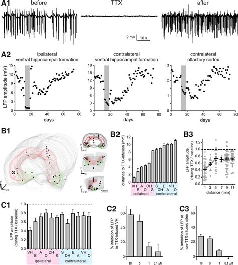 Ventral Hippocampal Formation Is The Primary Epileptogenic Zone In A