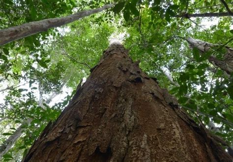 Pesquisadores Descobrem Pau Brasil Gigante De Anos No Sul Do Estado