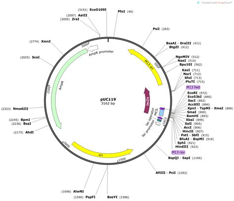 Puc119载体质粒图谱 优宝生物