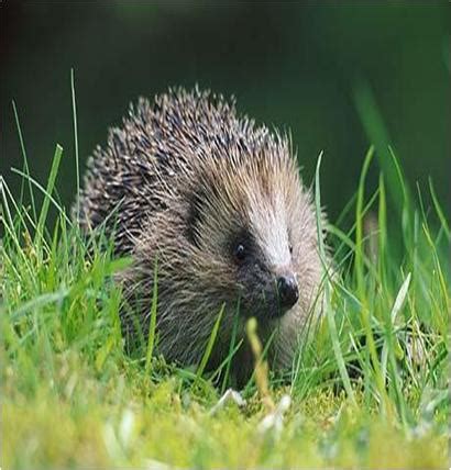 How to Encourage Hedgehogs to Your Garden