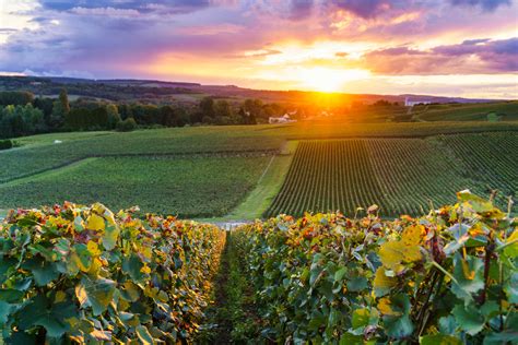 6 Gorgeous Vineyards In France For Wine Lovers Travel Earth