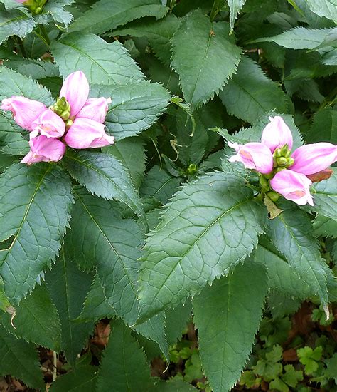Chelone Lyonii Hot Lips Perennial Market
