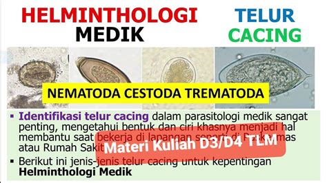 Telur Cacing Parasitologi Medik Helminthologi Kesehatan Nematoda