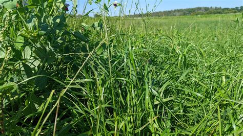 Italian Rye Grass — A Plant Diversity Company