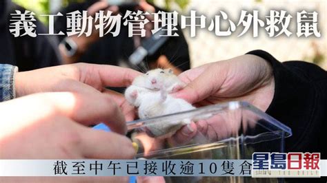 第5波疫情｜義工動物管理中心外攔截救鼠 至中午接收15隻倉鼠 星島日報 Line Today