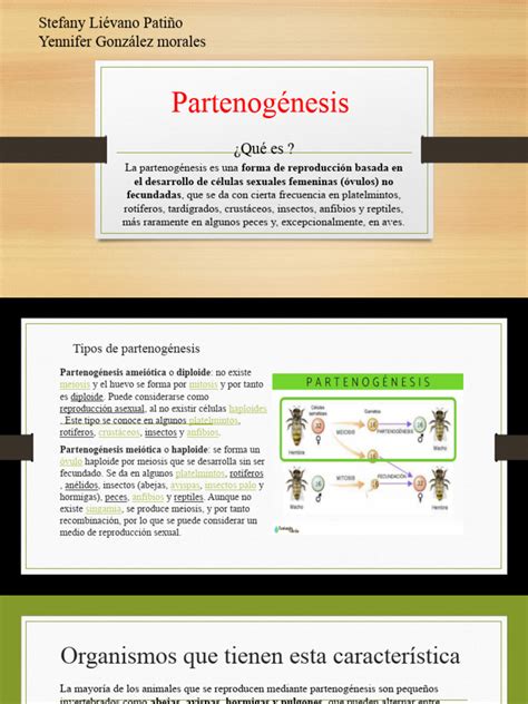 Partenogénesis Pdf