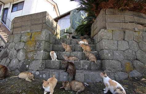 In This Mysterious & Serene Japanese Island There Are 6 Times More Cats ...