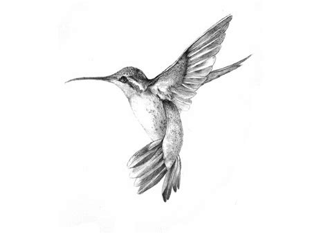 Simple Hummingbird Sketch at PaintingValley.com | Explore collection of Simple Hummingbird Sketch