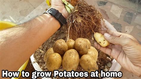 How To Grow Potatoes At Home Youtube