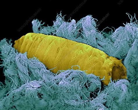 Blowfly Maggot Pupa SEM Stock Image Z340 0574 Science Photo Library