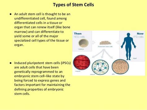 Cell Differentiation