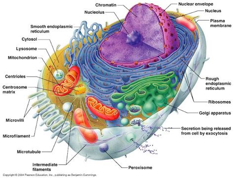 Web Study Centre: Cell Structure