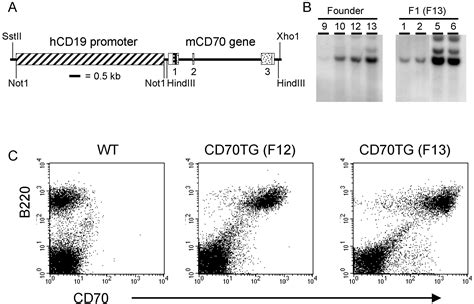 Constitutive Cd27cd70 Interaction Induces Expansion Of Effector Type T