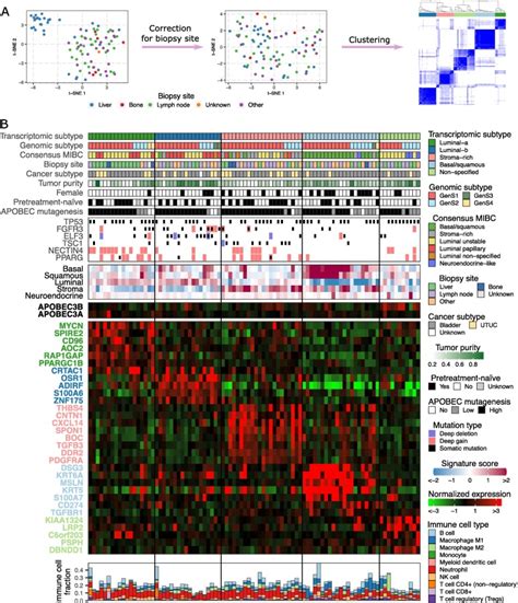 Comprehensive Molecular Characterization Reveals Genomic And Transcriptomic Subtypes Of