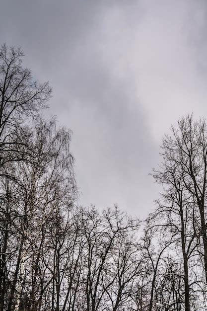 Premium Photo | Leafless branches of park winter trees