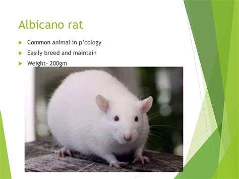 laboratory animals | PPT