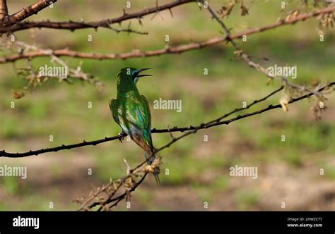 African birds can be stunning colours & the sounds of birdsong is ...