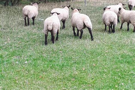 20 Suffolk Cross Breeding Lambs Sellmylivestock The Online