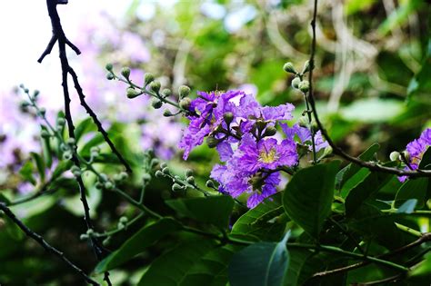 Flower Lagerstroemia Speciosa Bằng - Free photo on Pixabay - Pixabay