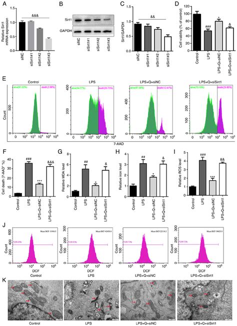 Sirt1 Knockdown Abrogates Quercetin Induced Inhibition Of Ferroptosis