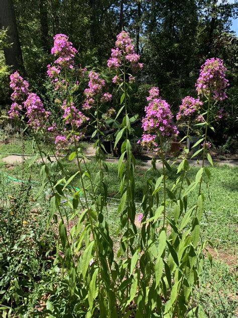 Garden Phlox Offers Wealth of Variety - Bay Weekly