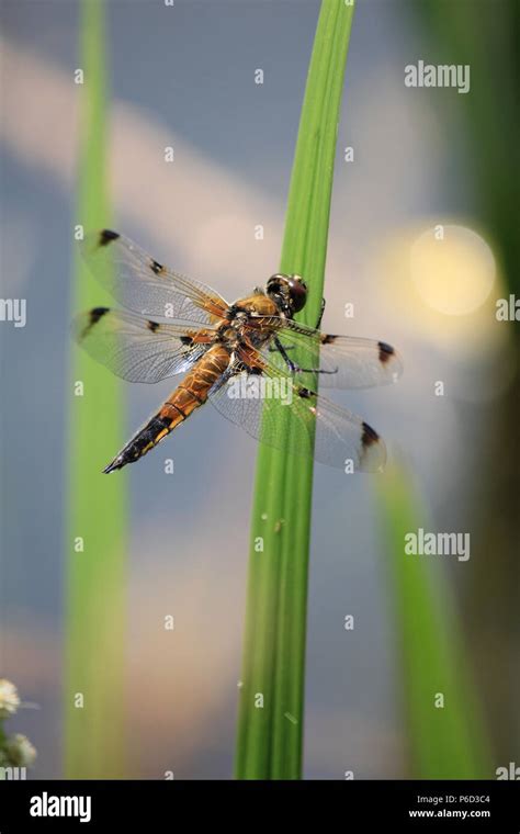 Dragonfly Stock Photo Alamy