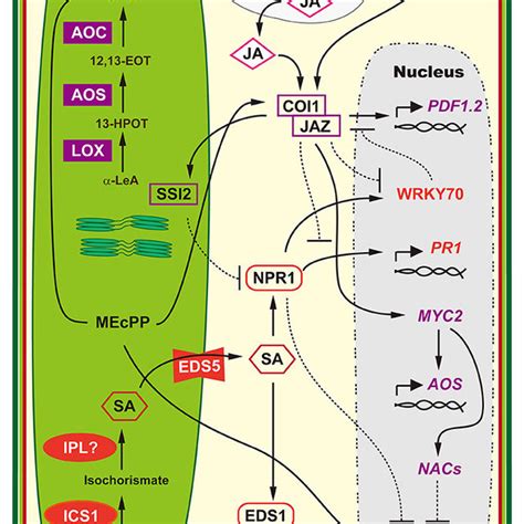 Pdf Chloroplast In Plant Virus Interaction