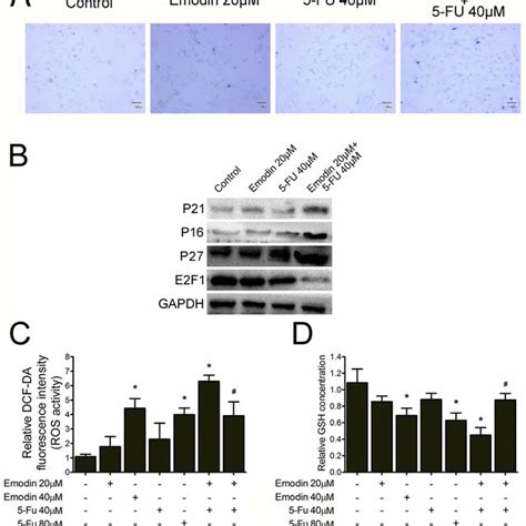 Effect Of Emodin And Fu On Cell Proliferation In Breast Cancer Cells