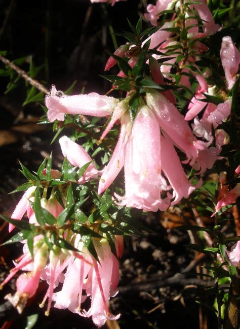 jumping aground: Common Heath aka 'pretty pink flowers'