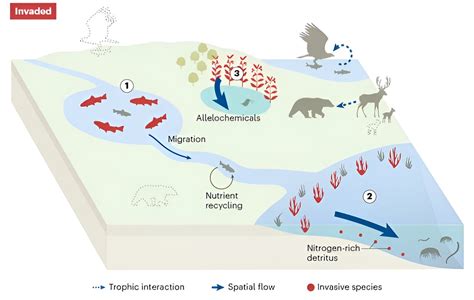 Study shows impacts of invasive species transcend ecosystem boundaries