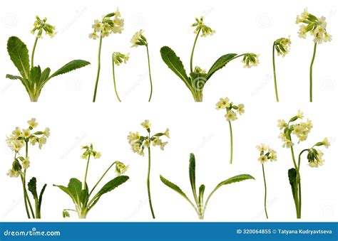 Many Stems With Yellow Flowers And Leaves At Various Angles On White