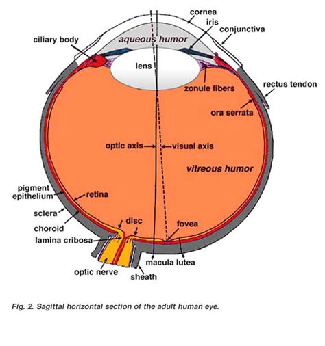 Gross Anatomy Of The Eye Eduardo Fernandez Webvision