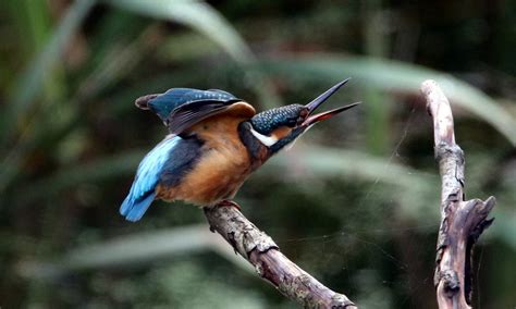 Kingfisher Female Edmondson Pennington Colin Mccooey Flickr