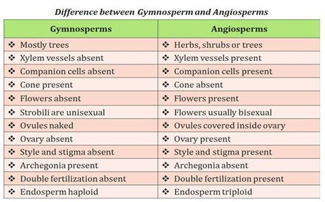 Angiosperm And Gymnosperm