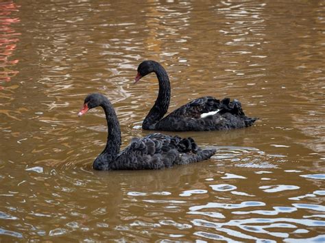 Dos Elegantes Cisnes Negros Con Pico Rojo Nadan En Un Lago Con Agua