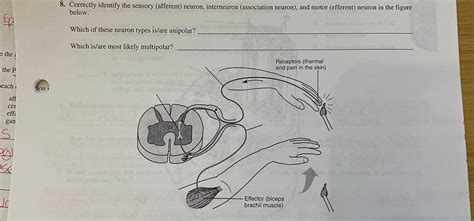 Solved 8 Correctly Identify The Sensory Afferent Neur