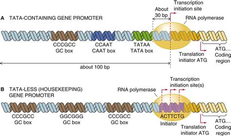 The Promoter And Regulatory Elements Physiology Of Cells And