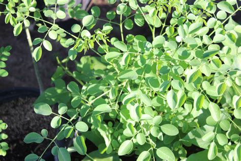 Organic Moringa Stenopetala Seeds RARE