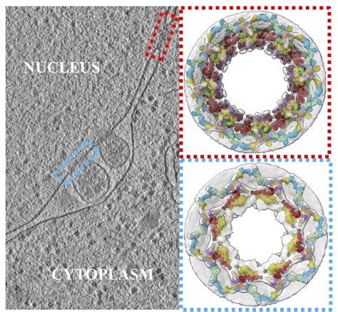nuclear pores   natural context