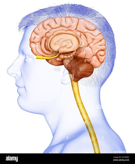 D Rendering Medical Illustration Of Male Brain Anatomy Stock Photo Alamy