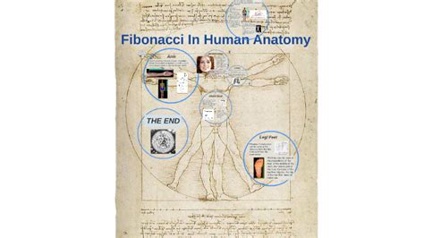 Fibonacci Sequence In Human Body