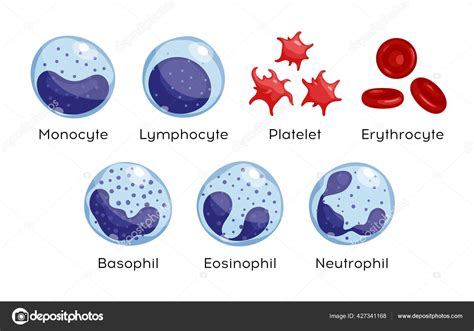 Vector Set Monocyte Lymphocyte Eosinophil Neutrophil Basophil Platelet ...