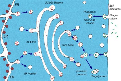 Lysosomen