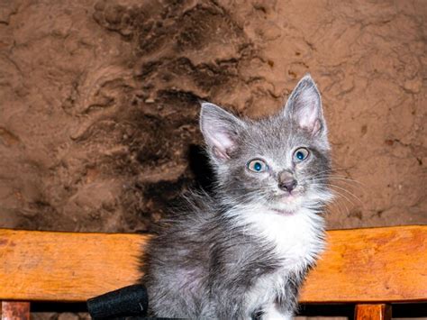 Premium Photo | A gray kitten with blue eyes looks into the lens