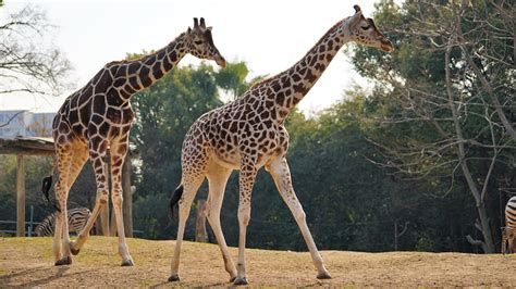 キリン（天王寺動物園） 子連れ旅行を楽しむ鉄板ブログ〜もう国内旅行は迷わせない